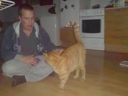 Hvad tager katte mest på af???