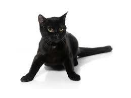 Hjælp med at stemme på Cookie 