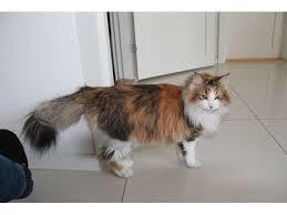 Main Coon's vægt under al det pels...