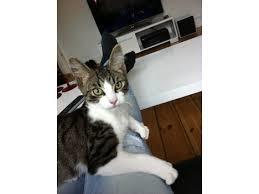 Spørgsmål ang. Bengal katte