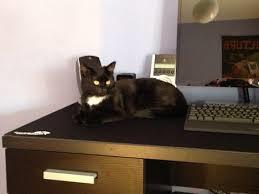 Efterlysning huskat 9900 Frederikshavn