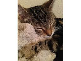 Opdatering på Molly's sterilisation. 