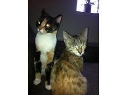 Nogen der har set dem?:-(