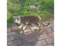 Efterlysning af katteejer. 