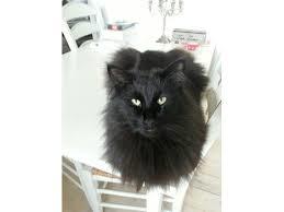 af med kat, hvilke muligheder?