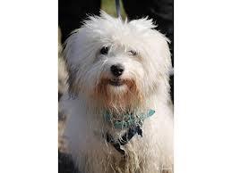 HJÆLP! Hund er stukket af!!!