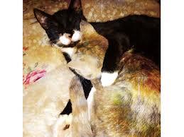 Vores hankat vækker os.