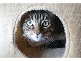 "Bare en kat" - en øjenåbner