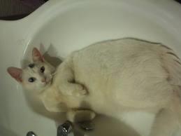 er der nogen der kan passe min kat???