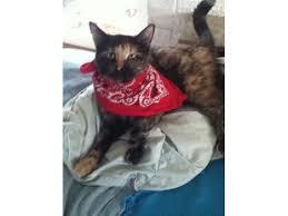 min smoke britisk korthår