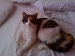 Graviditet i sen alder