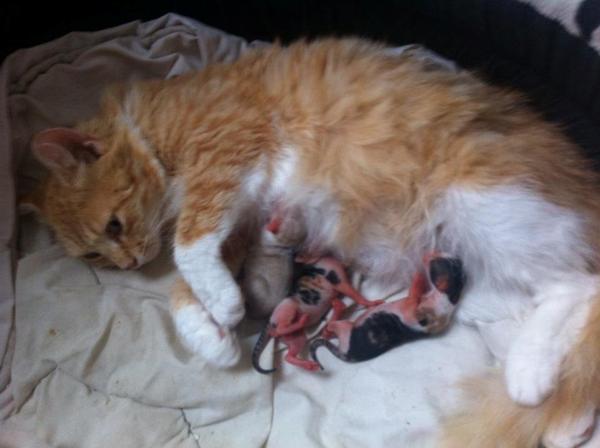 Hjæælp..Søger amme til vores 3 små kllinger