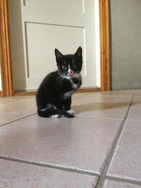 Kompliceret benbrud på lille killing