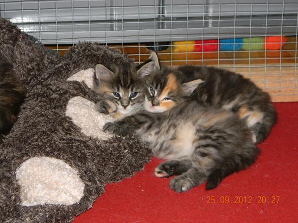 Konkurrencen: MIG & MIN aller bedste ven!!