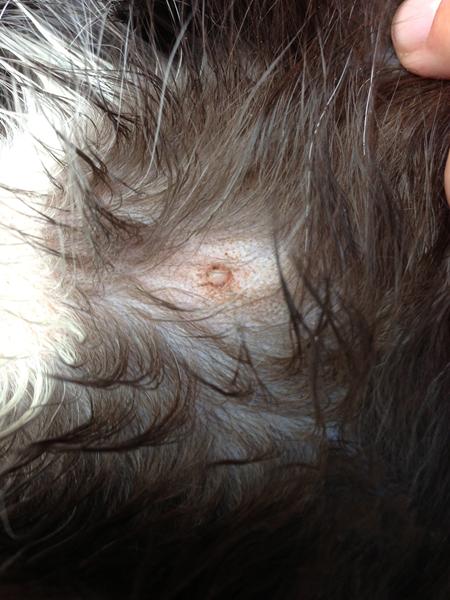 mangler ligt hjælp til at bedømme nogle billeder 