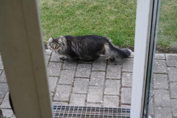 Kat er væk i Rødovre