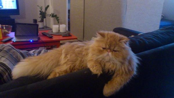 Perserkat til låns?