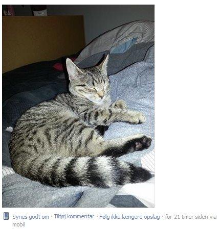 Fundet ejet kat bortgives (kun fremlyst i et døgn)  