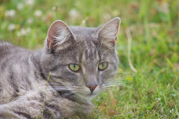 Kan katte få varmeknopper? 