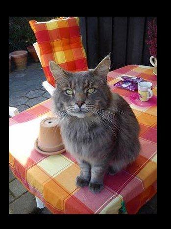 NU igen ... Kat skal bortgives..
