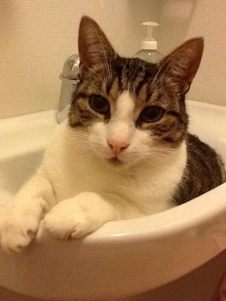 Hvorfor sover min kat i perioder, heeelt oppe i mit hoved ? 