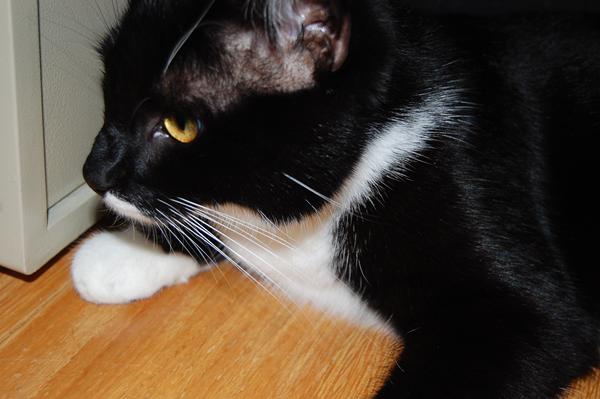 Destruktiv kat