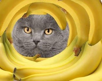 Kat i bananhimlen <3 <3 