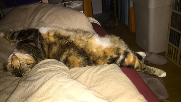 Konkurrence - splat kat