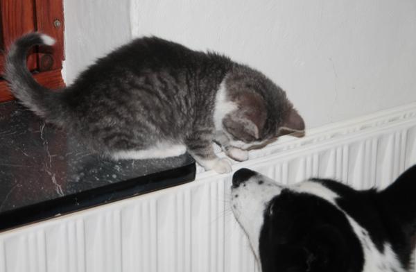 Så kom den vilde killing ind