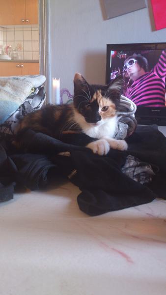 Min kat healer mig :)