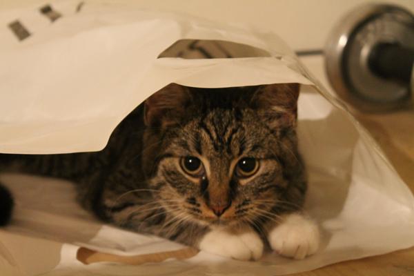 lopper.. Loppehalsbånd ?? 