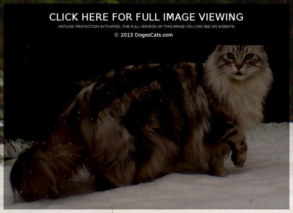 Farve på kat HJÆLP