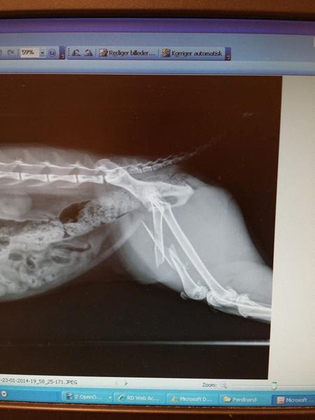 vores stakkels Ferdinand