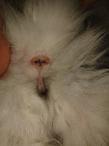 Er min hankat en hunkat?