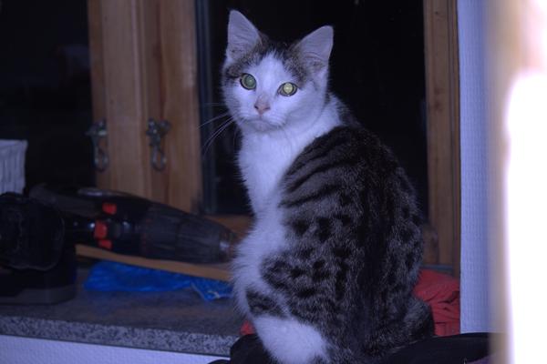 Hvad kan forventes af vægten.