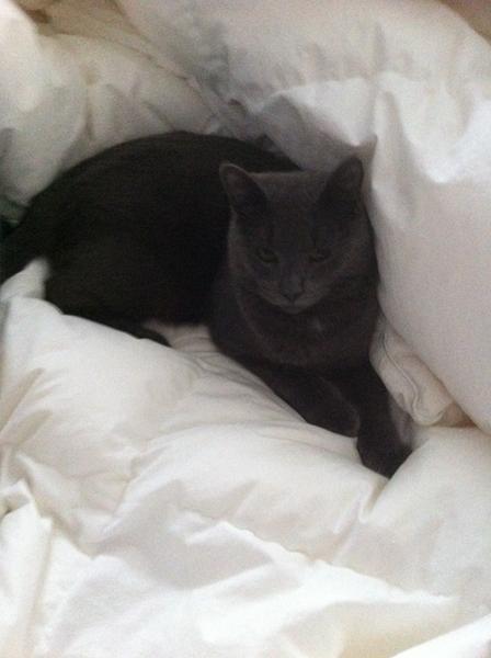 Min kat kan ikke få halen op at stå
