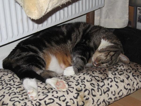 Tillykke med Tøsen 7 år :)