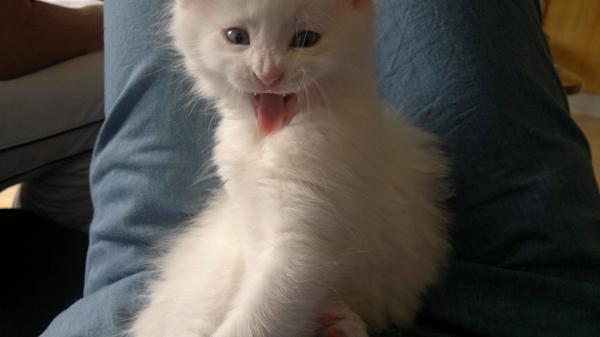 KONKURRENCE ''Katte Banditter''