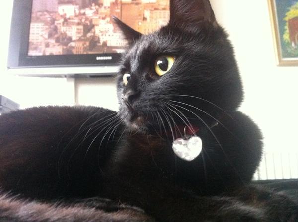 Min kat miaver hele tiden - ny kat?
