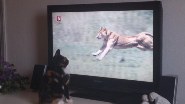 KONKURRENCE : Den indre Vildkat