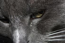 Frivillig Hjælper for dyr i nød