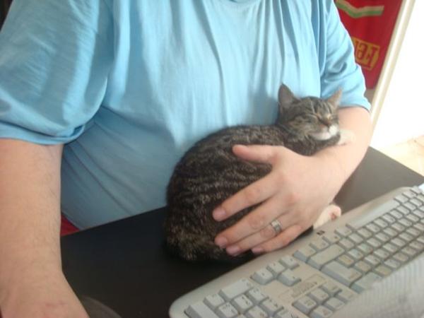 Når katten/killingen elsker at putte hos en (billedtråd)