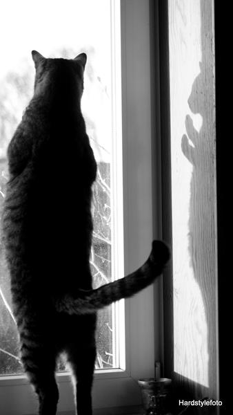 kONKURRENCE : Vindues pynt (katte) 