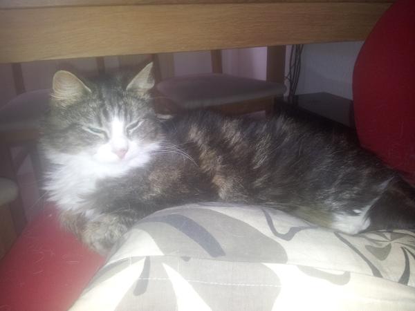 er min kat syg?
