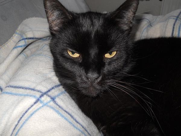 Nye billeder af mine katte