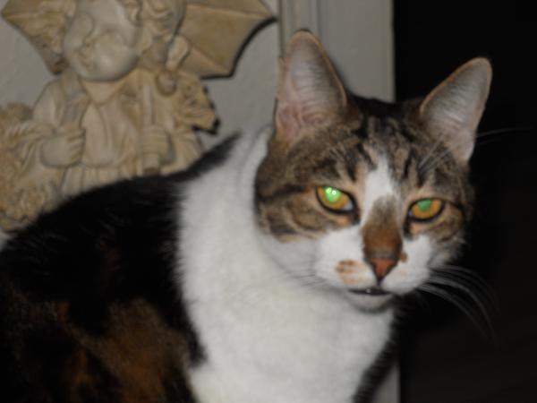 igen blærebetændelse