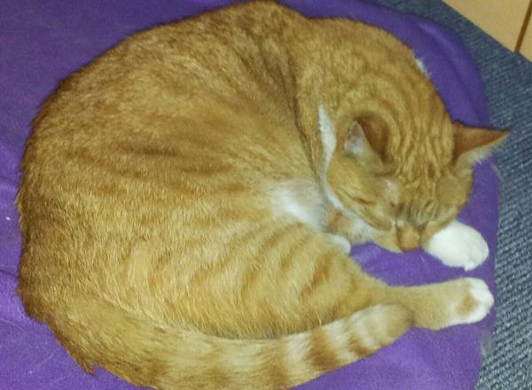 Tilde har fødselsdag