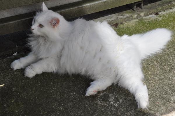 Musse har fødselsdag