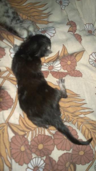 Maine Coon killinger 2014 er født <3
