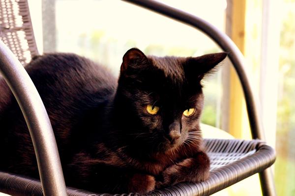 Farve ændring, sommer/vinter eller aldre?